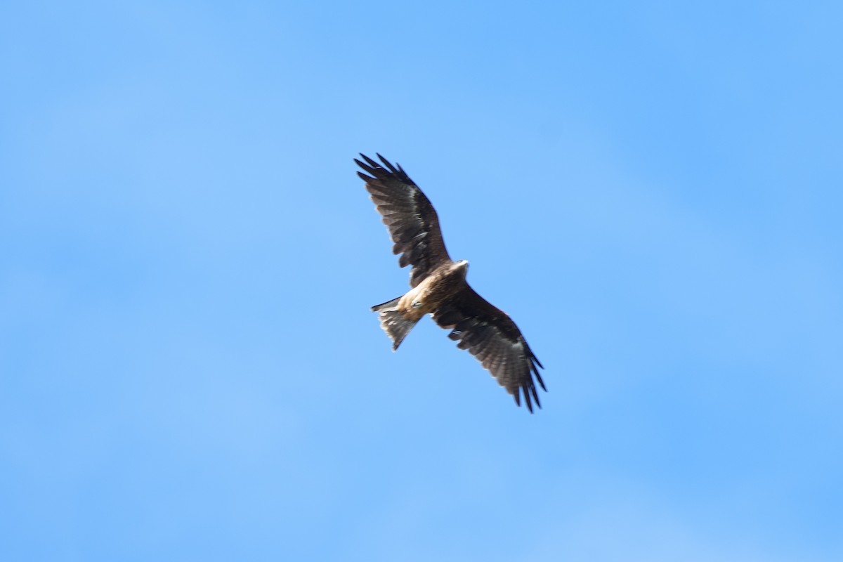 Black Kite - ML643404979