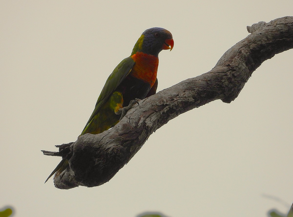 Rainbow Lorikeet - ML643404980