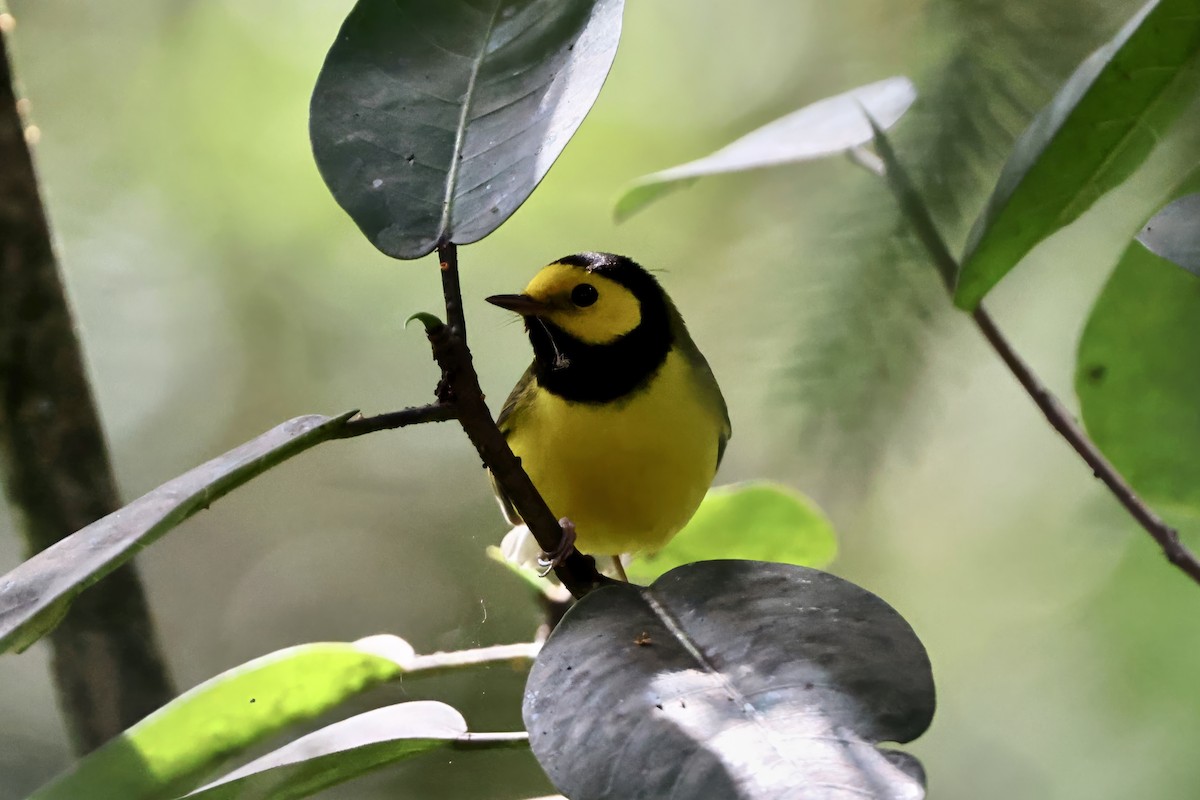 Hooded Warbler - ML643404981