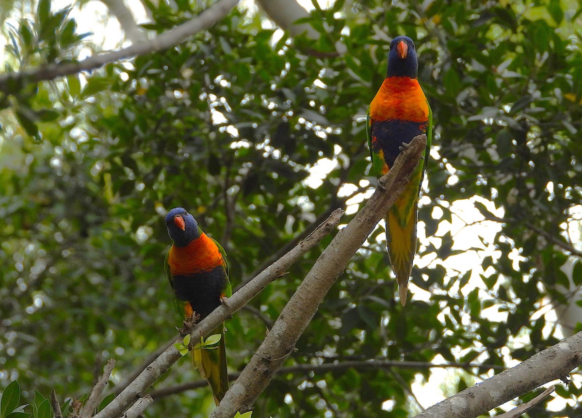 Rainbow Lorikeet - ML643404982