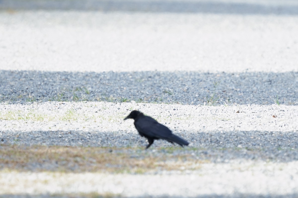 Carrion Crow - ML643404986