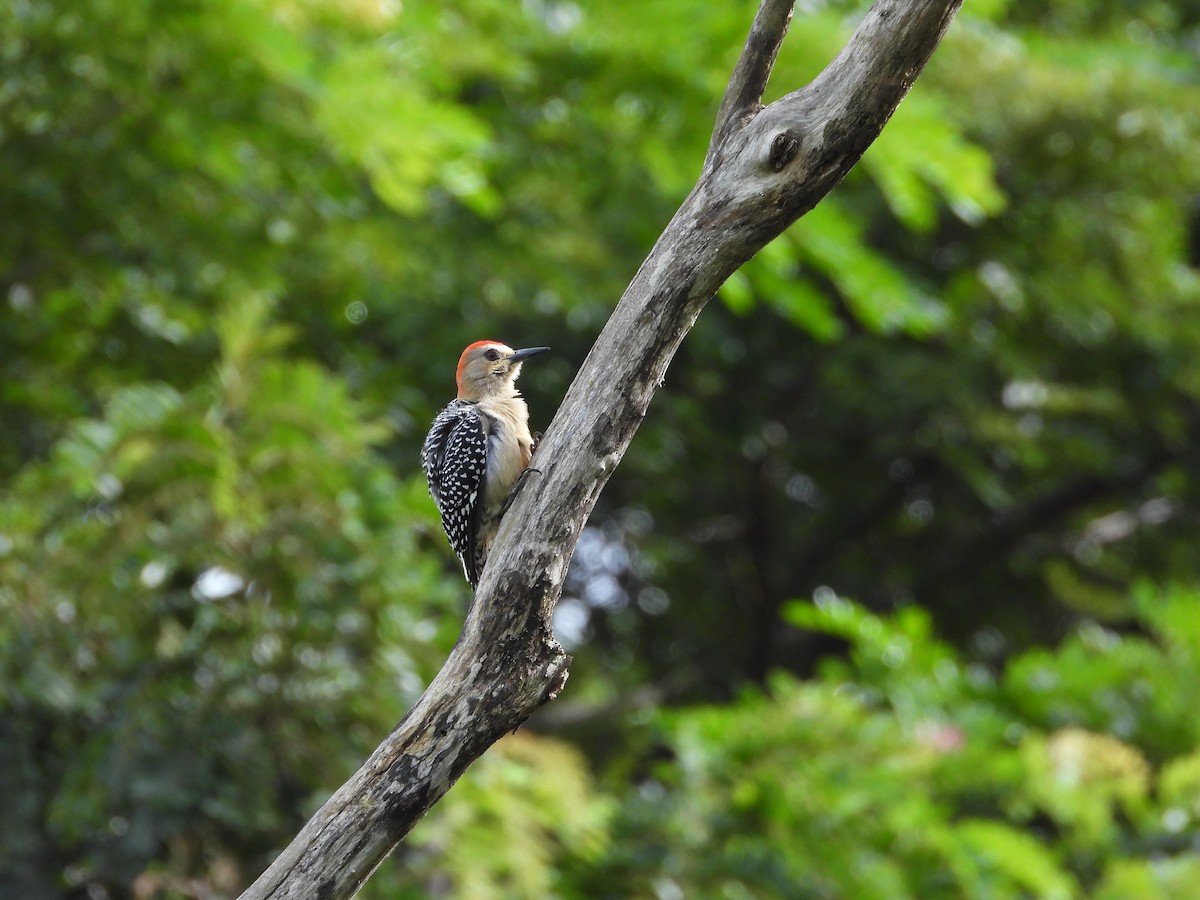 Red-crowned Woodpecker - ML643404987
