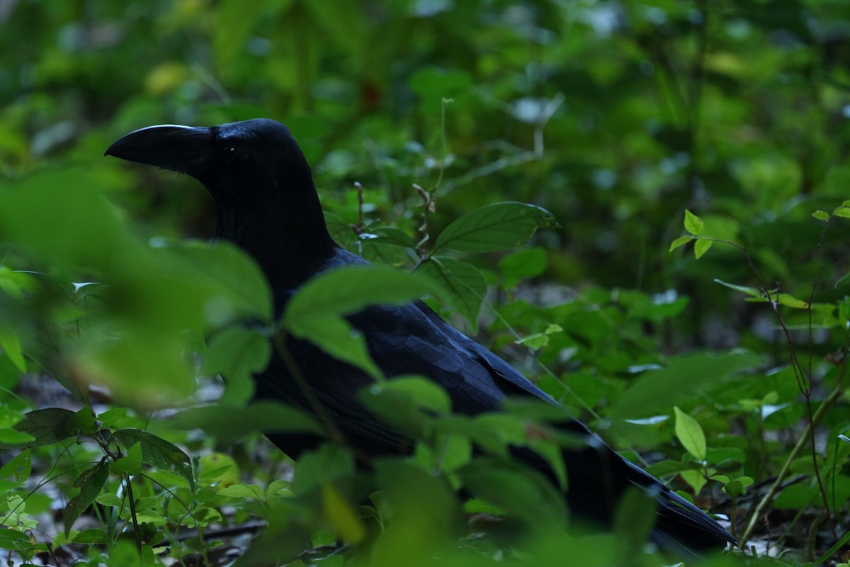 Large-billed Crow - ML643404988