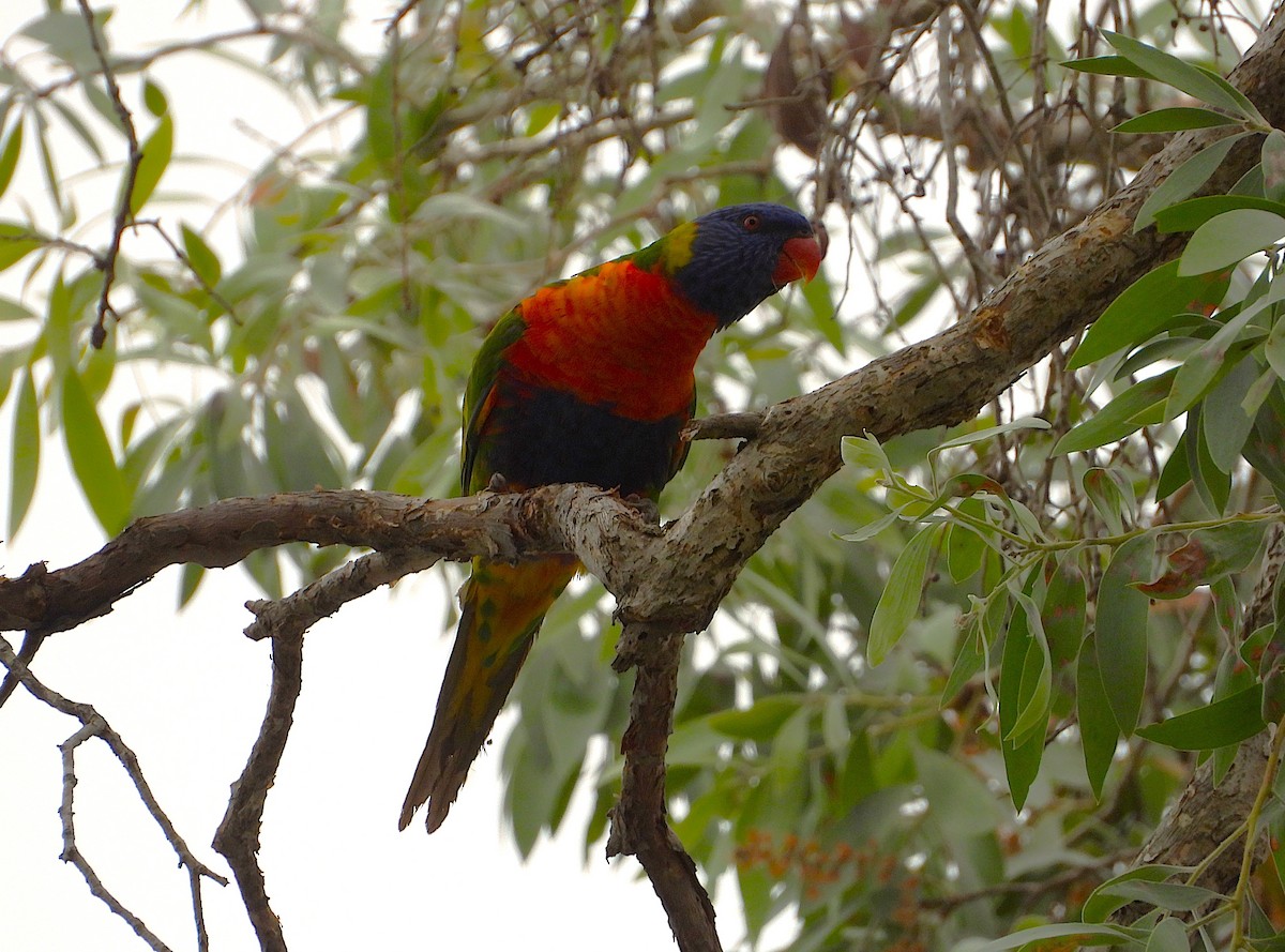 Rainbow Lorikeet - ML643404990