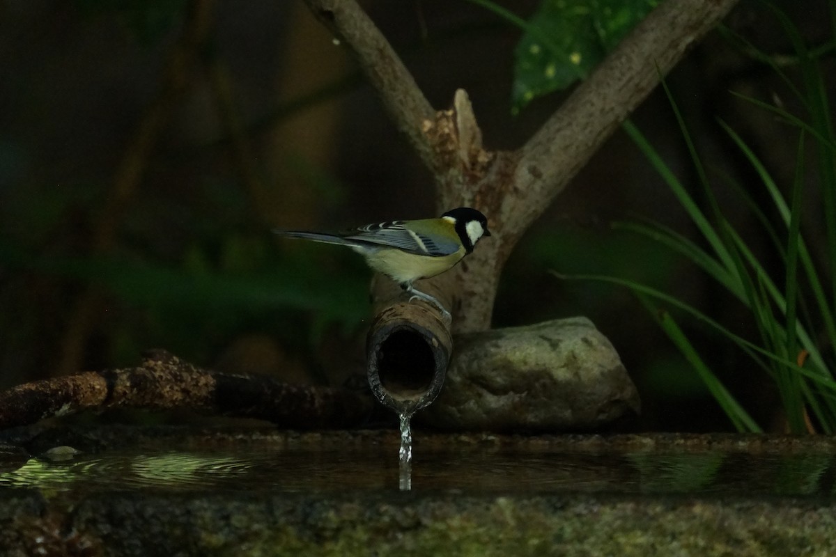 Asian Tit - ML643405006