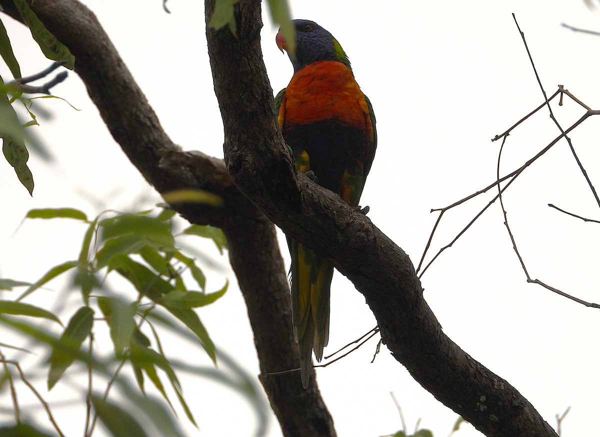 Rainbow Lorikeet - ML643405007
