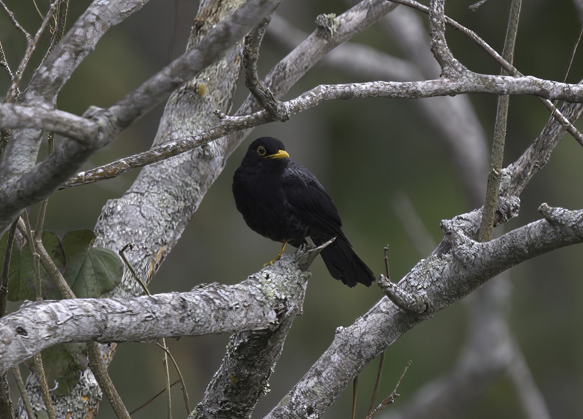 Yellow-legged Thrush - ML643405009