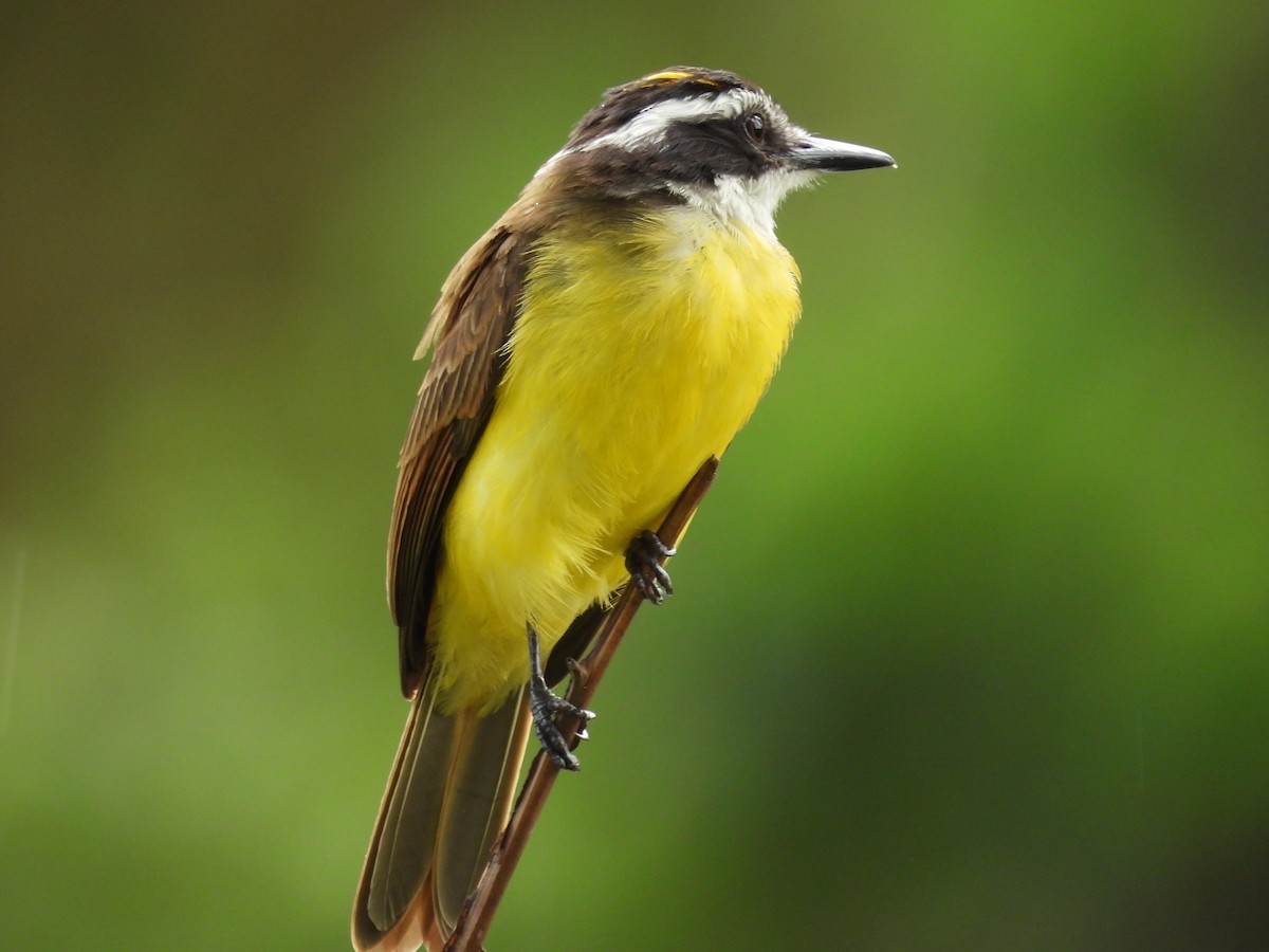 Lesser Kiskadee - ML643405016