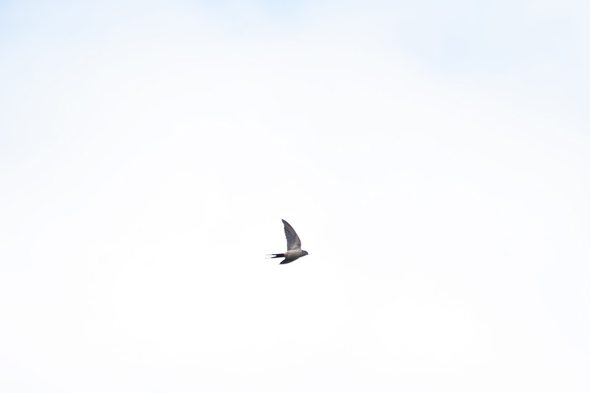Eastern Red-rumped Swallow - ML643405023