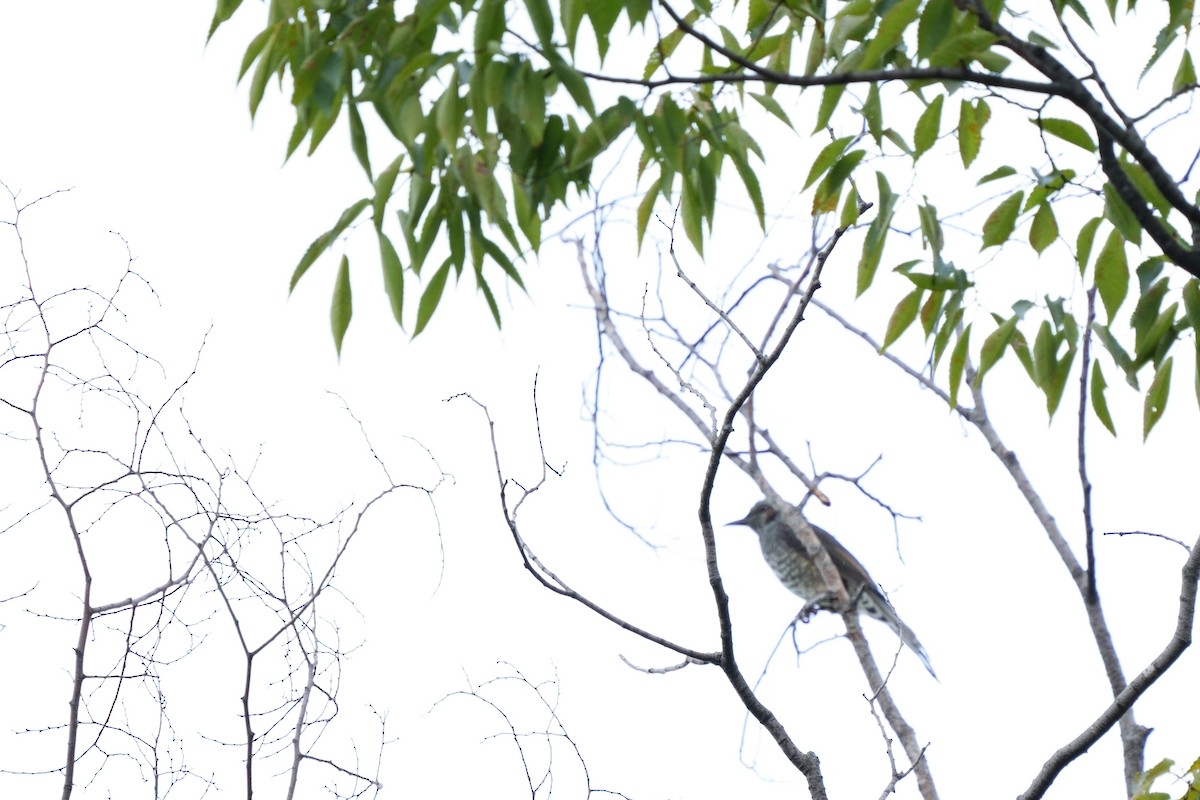 Brown-eared Bulbul - ML643405029