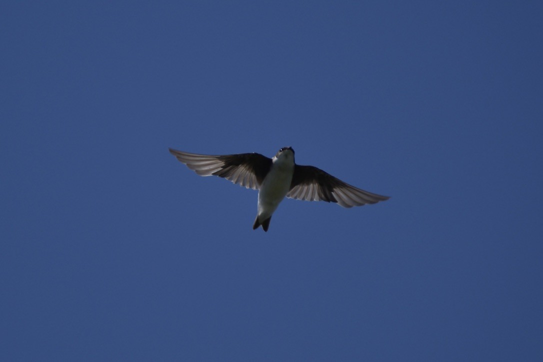 Tree Swallow - ML643405032