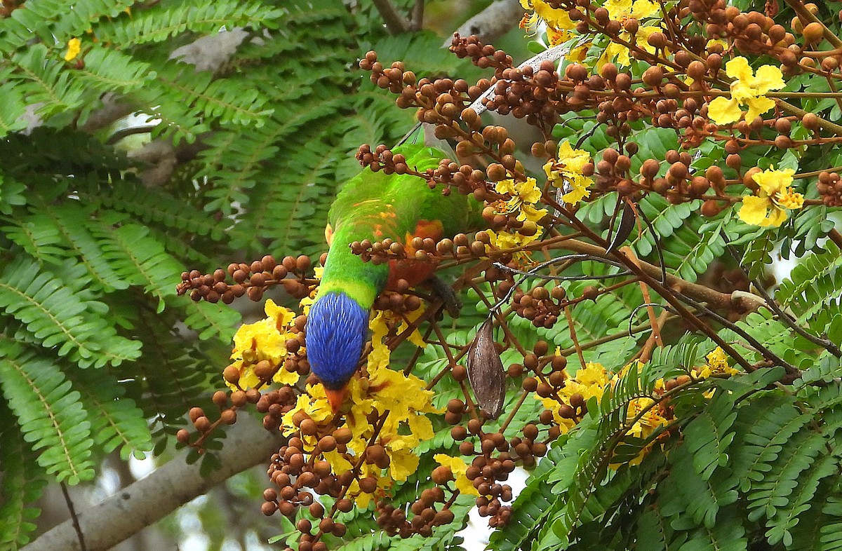 Rainbow Lorikeet - ML643405033