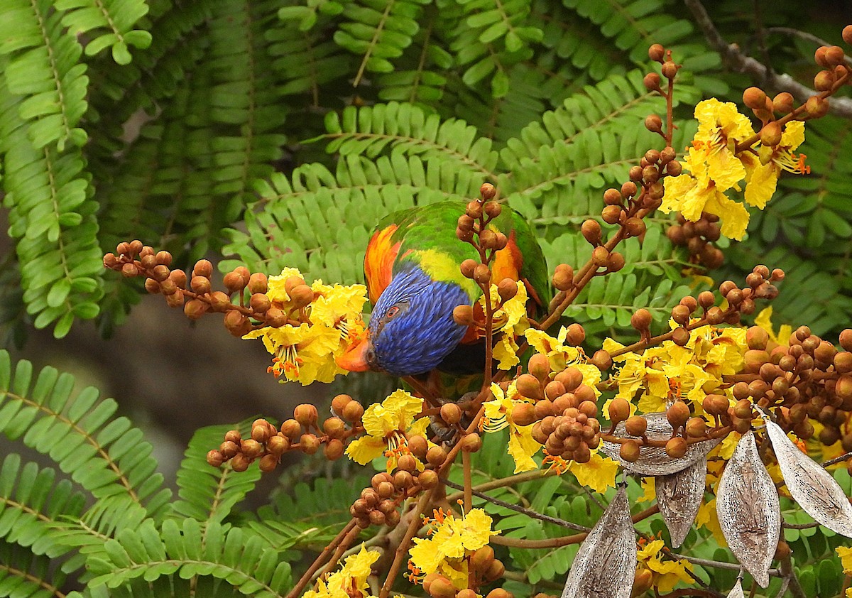 Rainbow Lorikeet - ML643405035