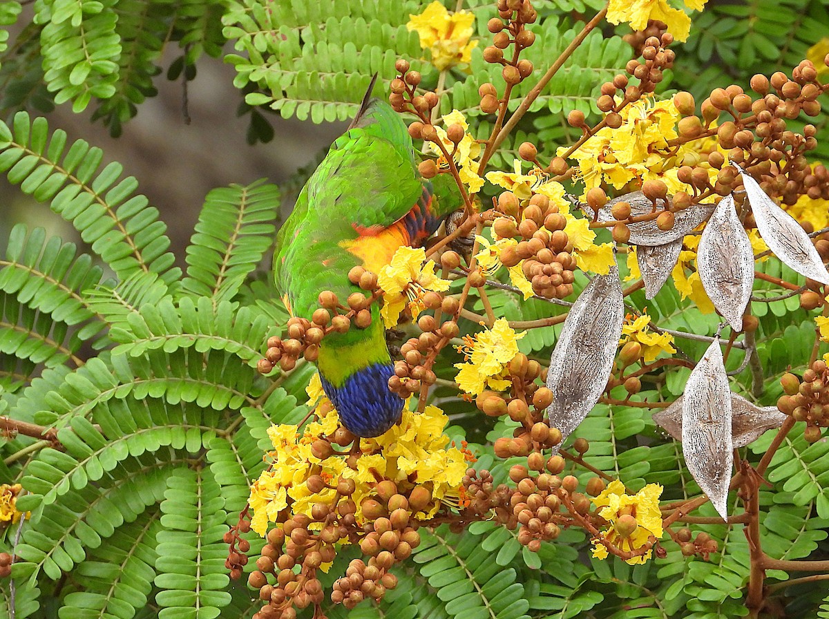 Rainbow Lorikeet - ML643405039