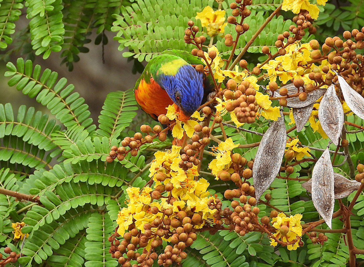 Rainbow Lorikeet - ML643405041