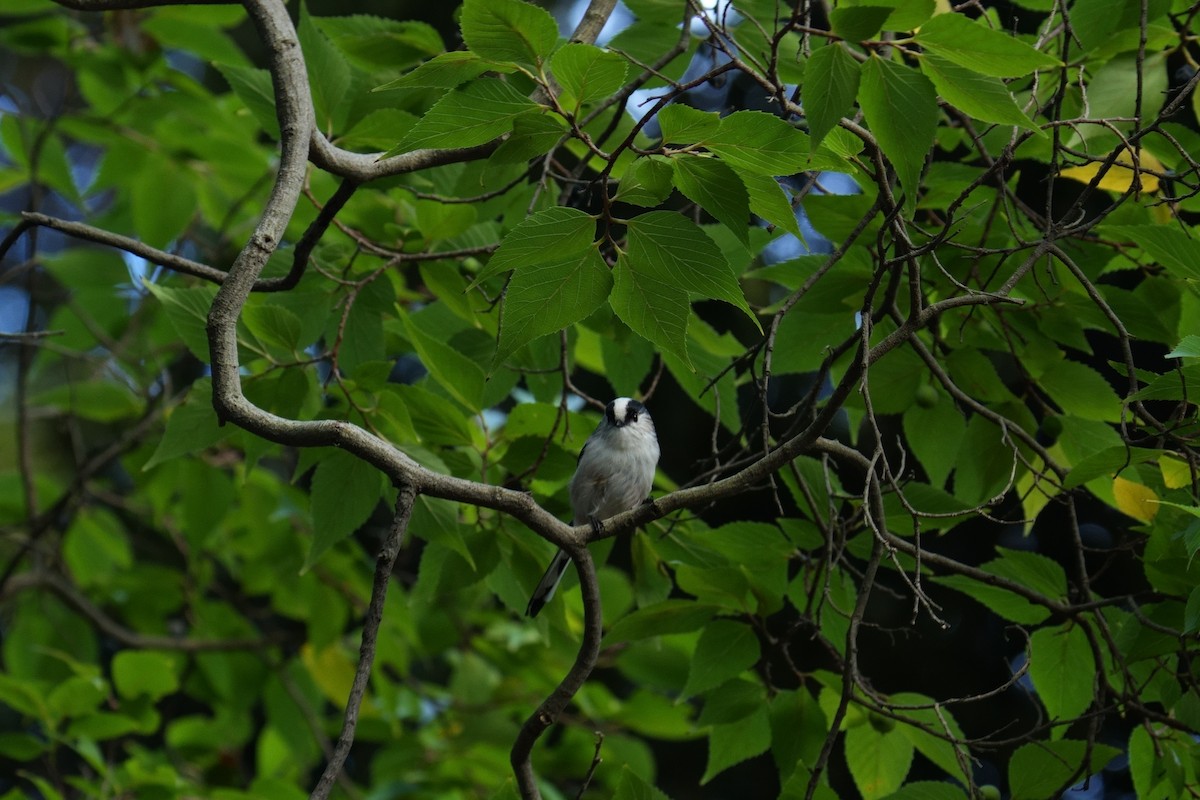Long-tailed Tit - ML643405044