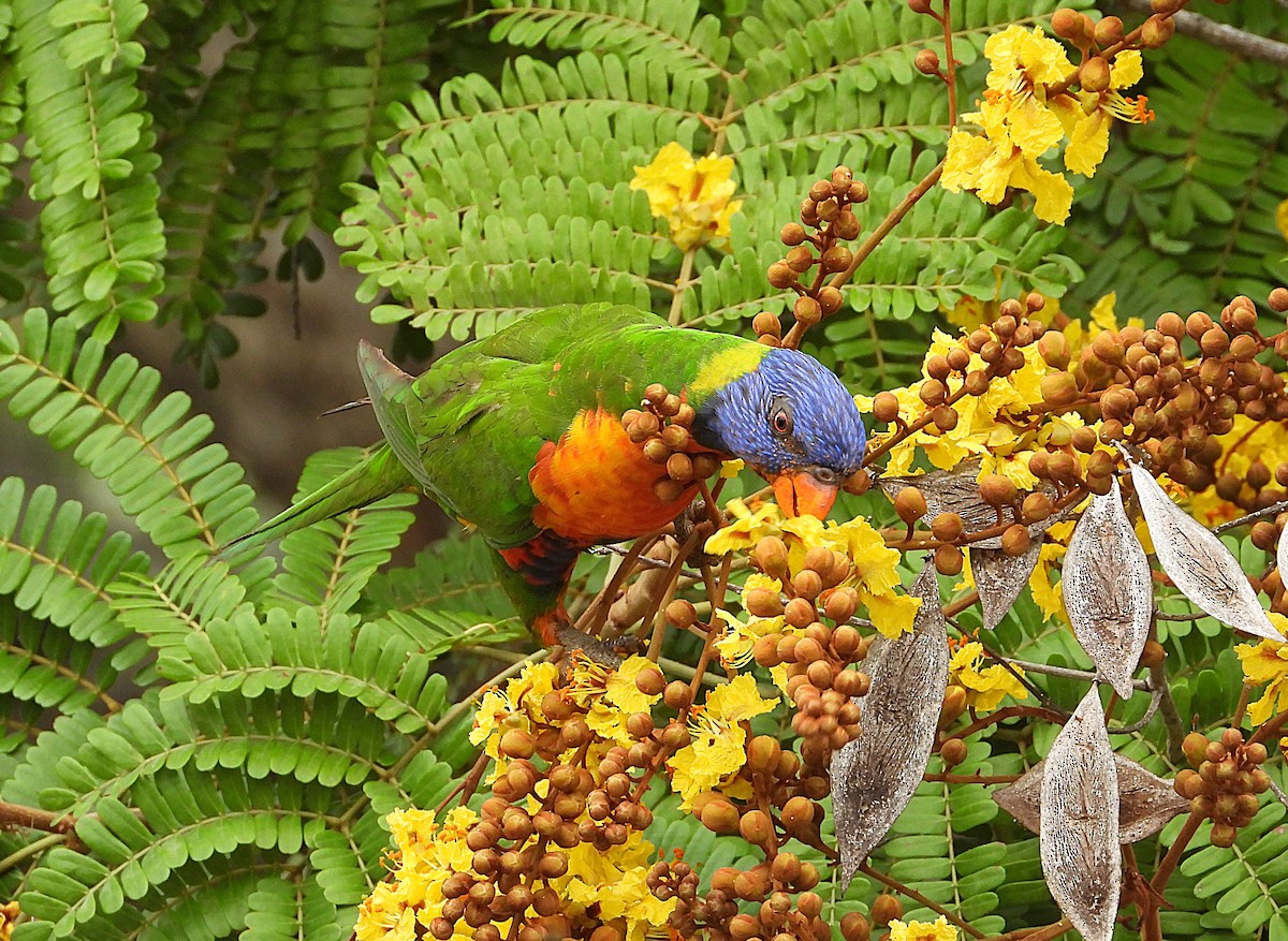 Rainbow Lorikeet - ML643405045