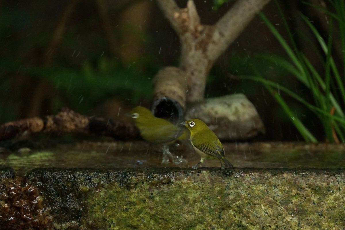 Warbling White-eye - ML643405051