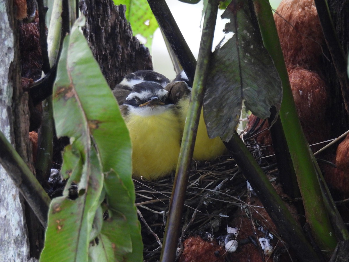 Lesser Kiskadee - ML643405052