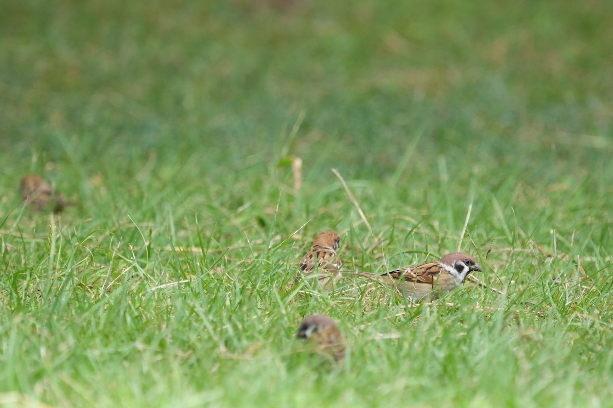 Eurasian Tree Sparrow - ML643405068
