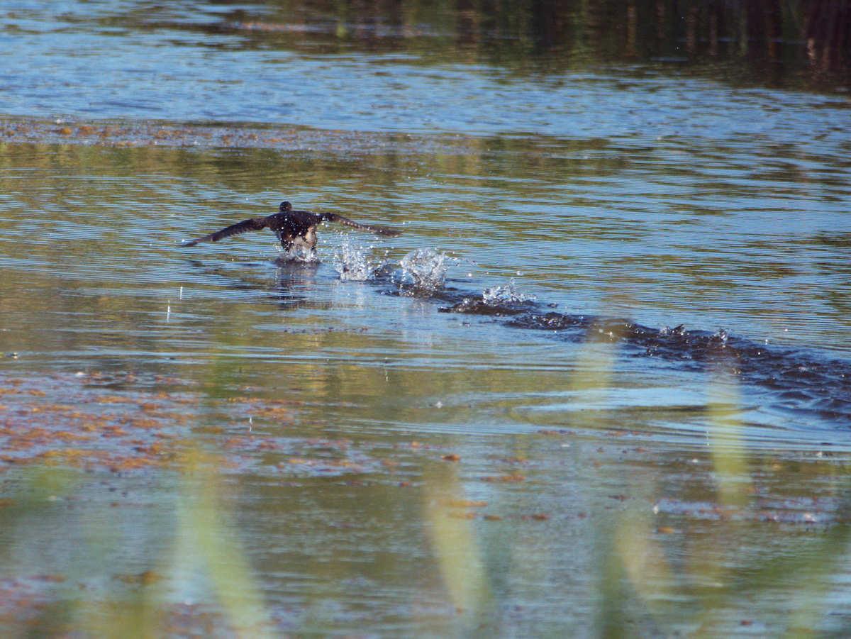 Pied-billed Grebe - ML643405092