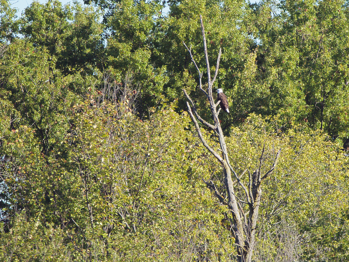 Bald Eagle - ML643405099
