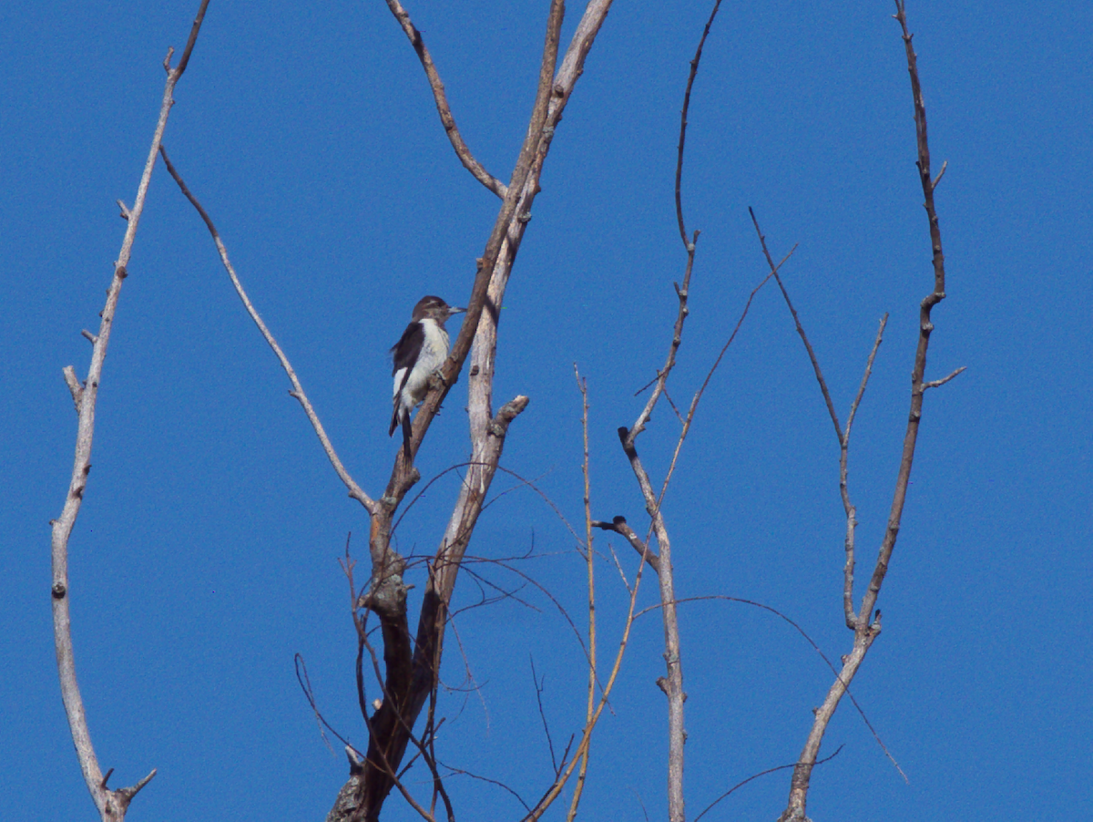 Red-headed Woodpecker - ML643405116