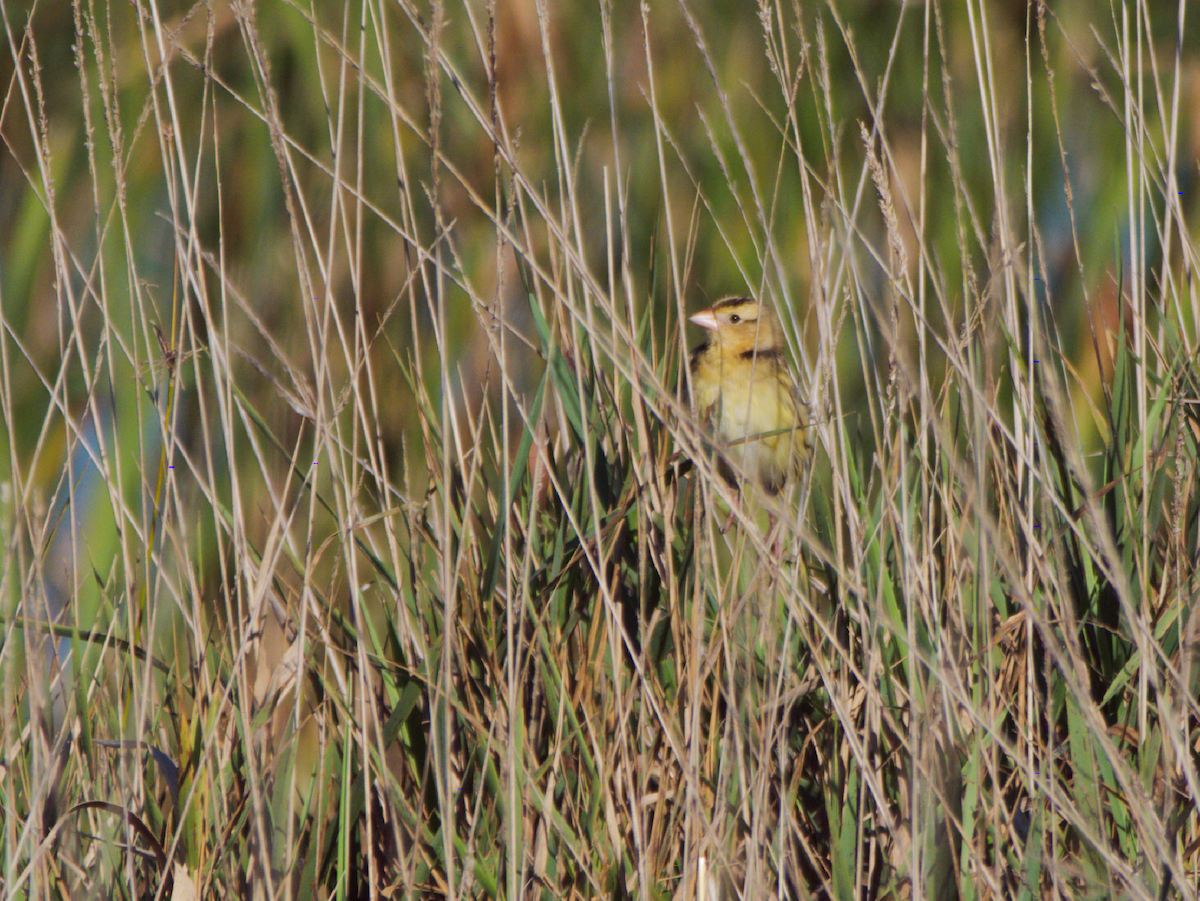Bobolink - ML643405125