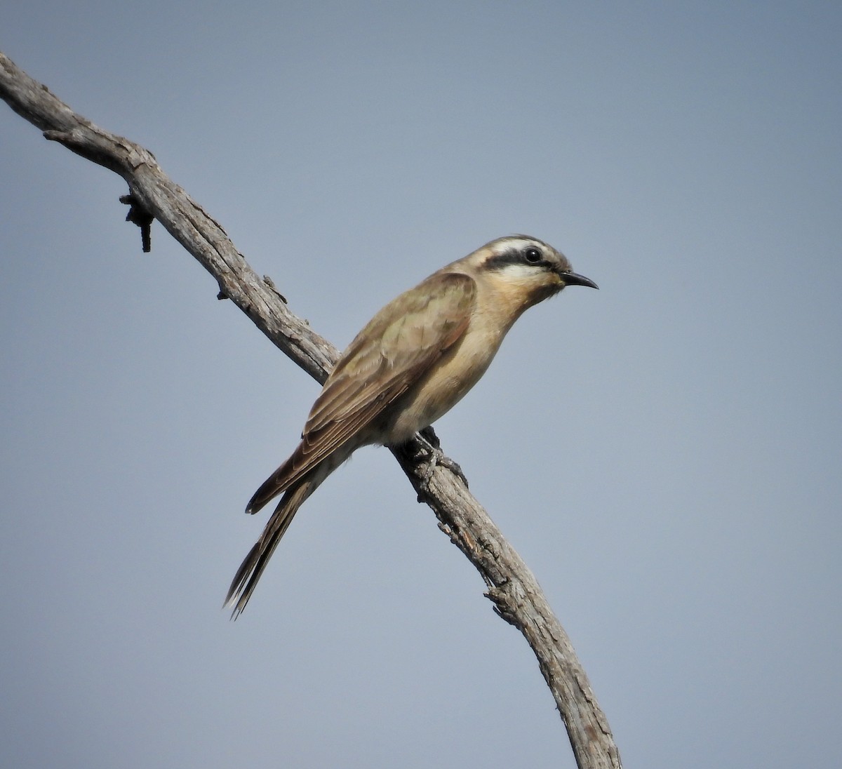 Black-eared Cuckoo - ML643405127