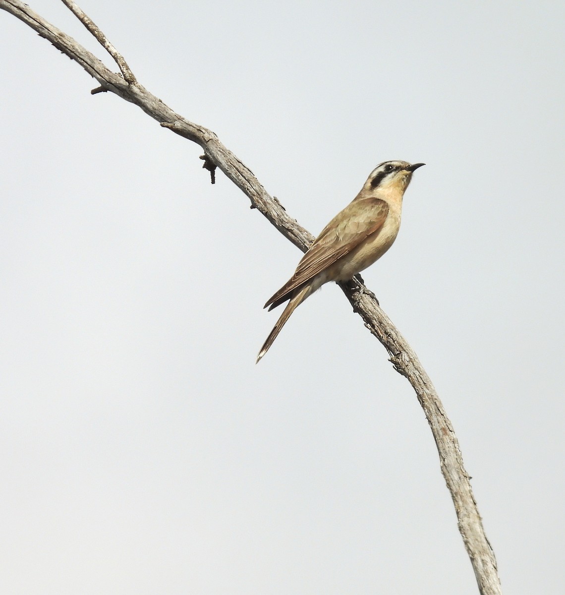 Black-eared Cuckoo - ML643405128