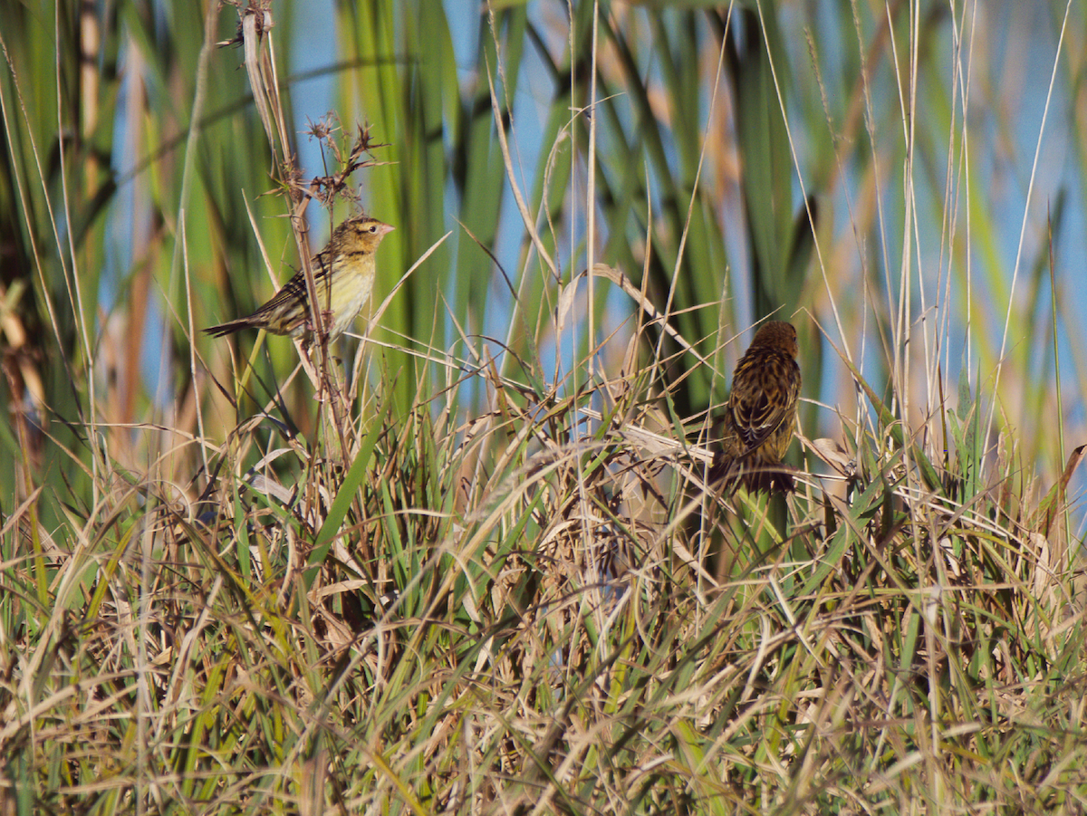 Bobolink - ML643405129