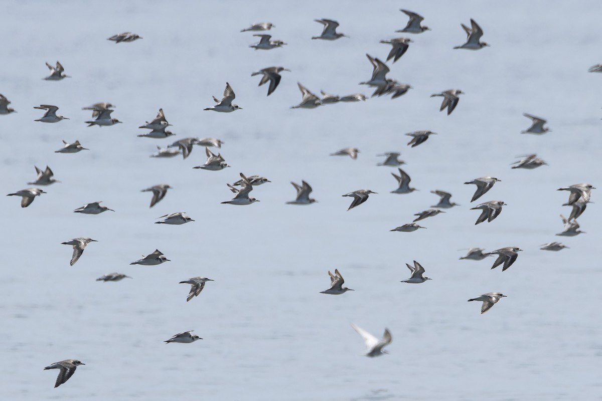 Tibetan Sand-Plover - ML643405139