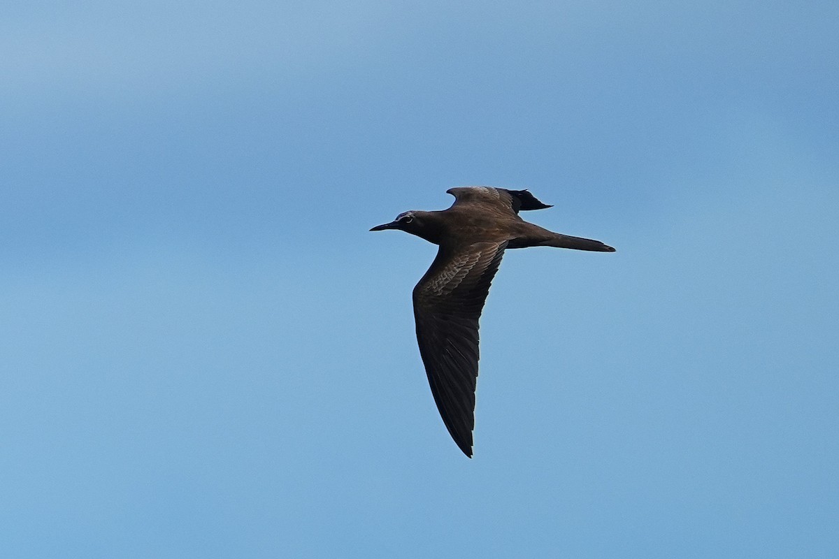 Brown Noddy - ML643405142