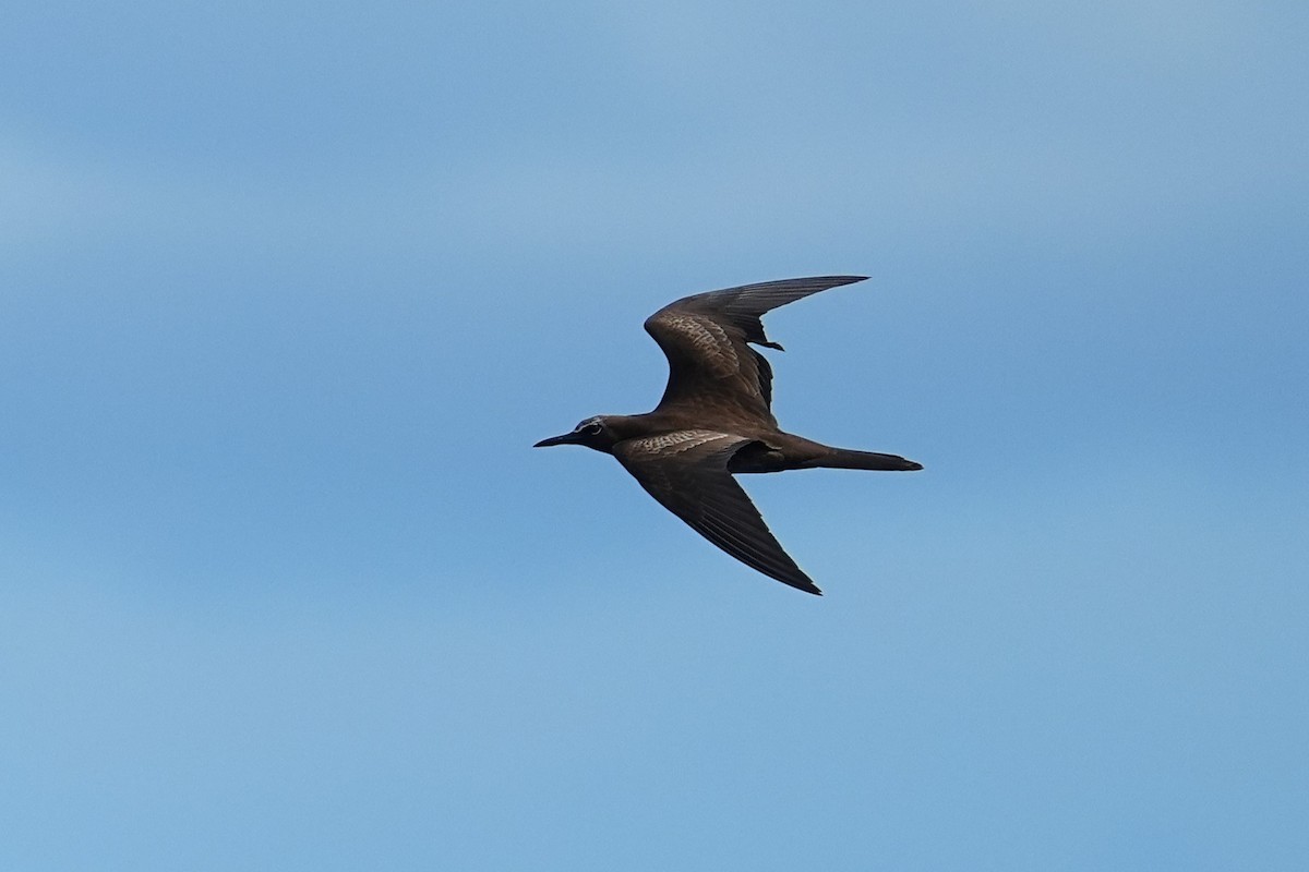 Brown Noddy - ML643405143