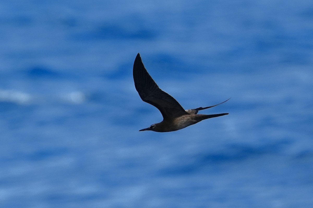 Brown Noddy - ML643405144
