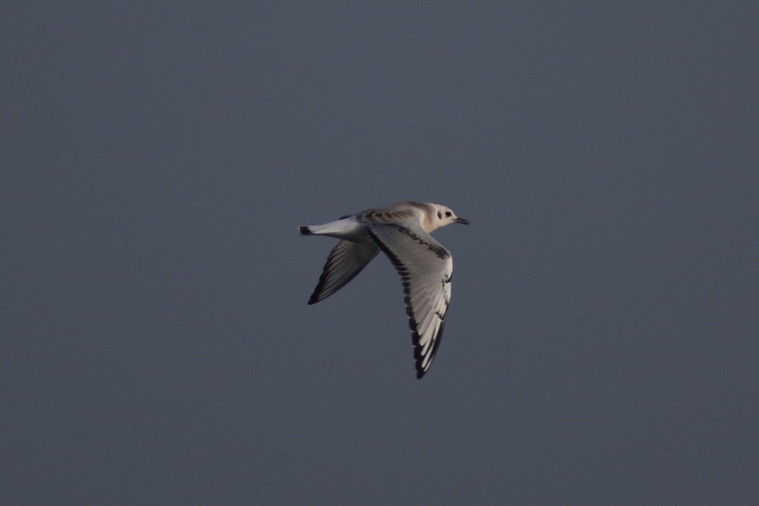 Bonaparte's Gull - ML643405177