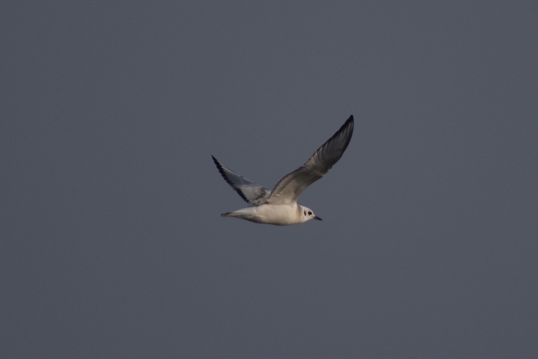 Bonaparte's Gull - ML643405178