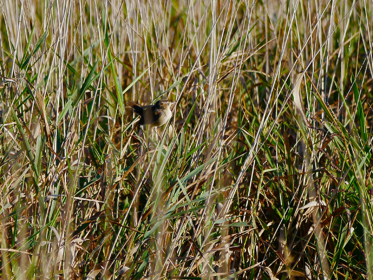 Marsh Wren - ML643405179