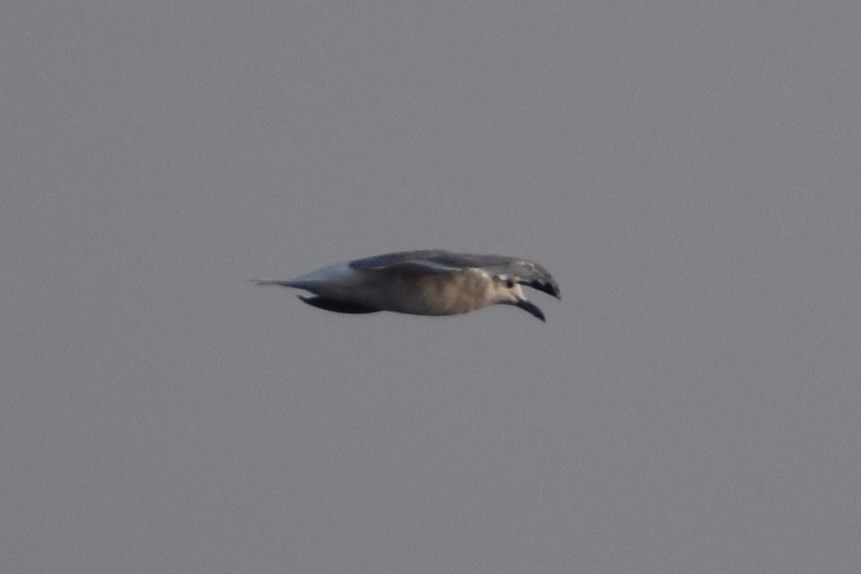 Laughing Gull - ML643405183