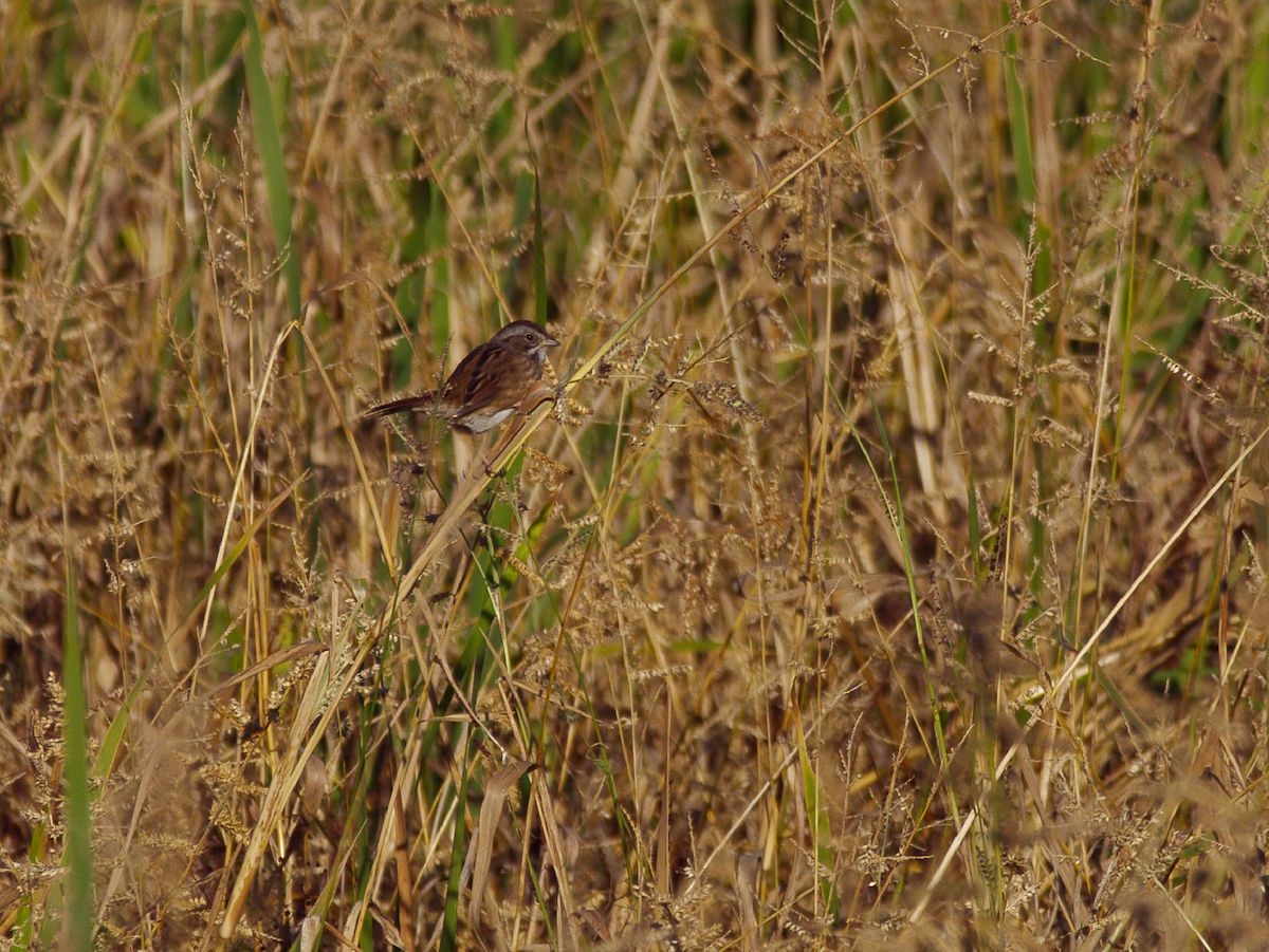 Swamp Sparrow - ML643405184