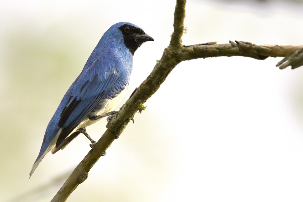 svaletanagar - ML643405190