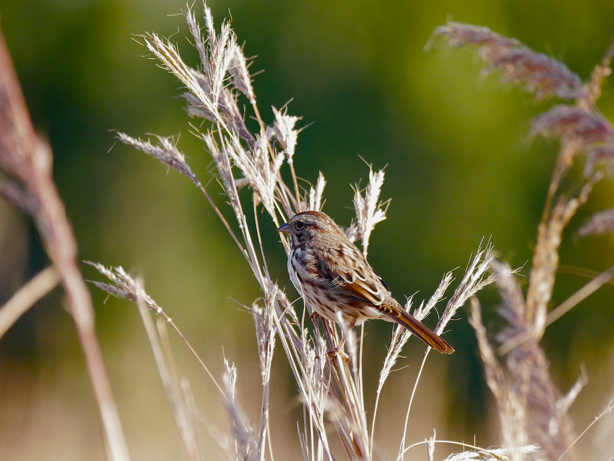 Song Sparrow - ML643405191
