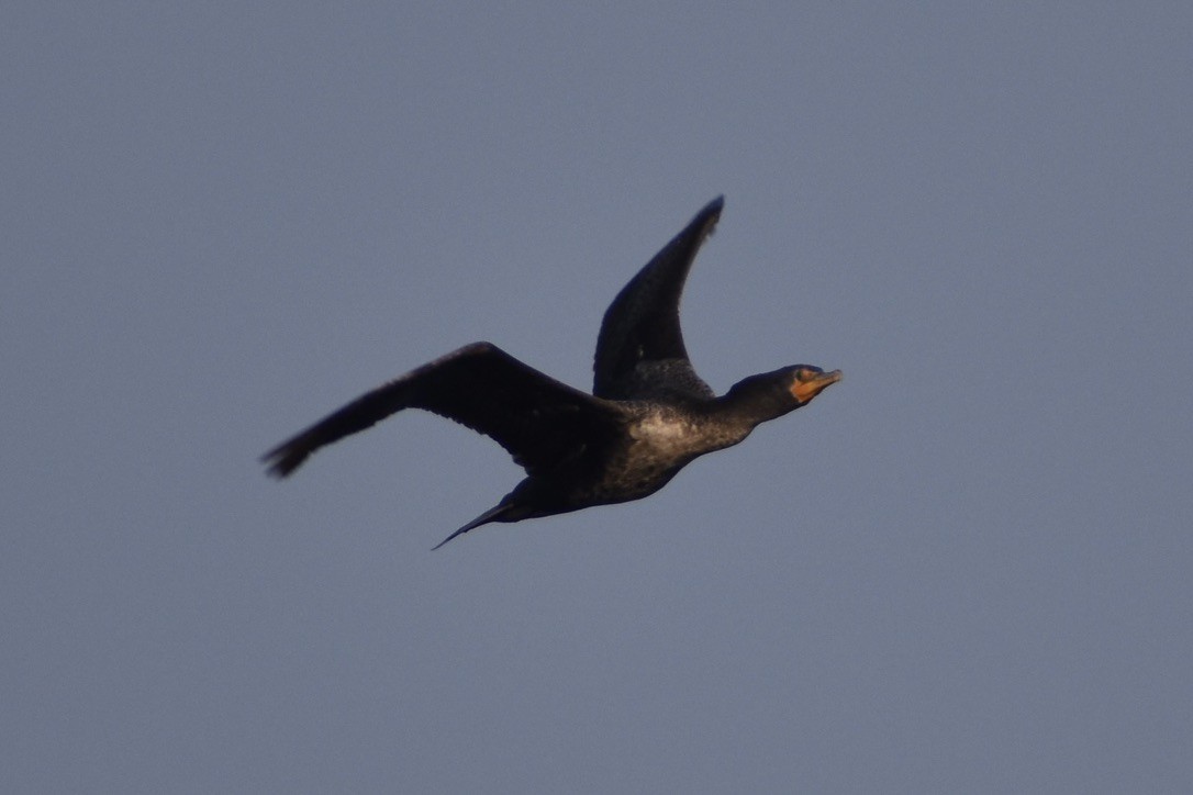 Double-crested Cormorant - ML643405200