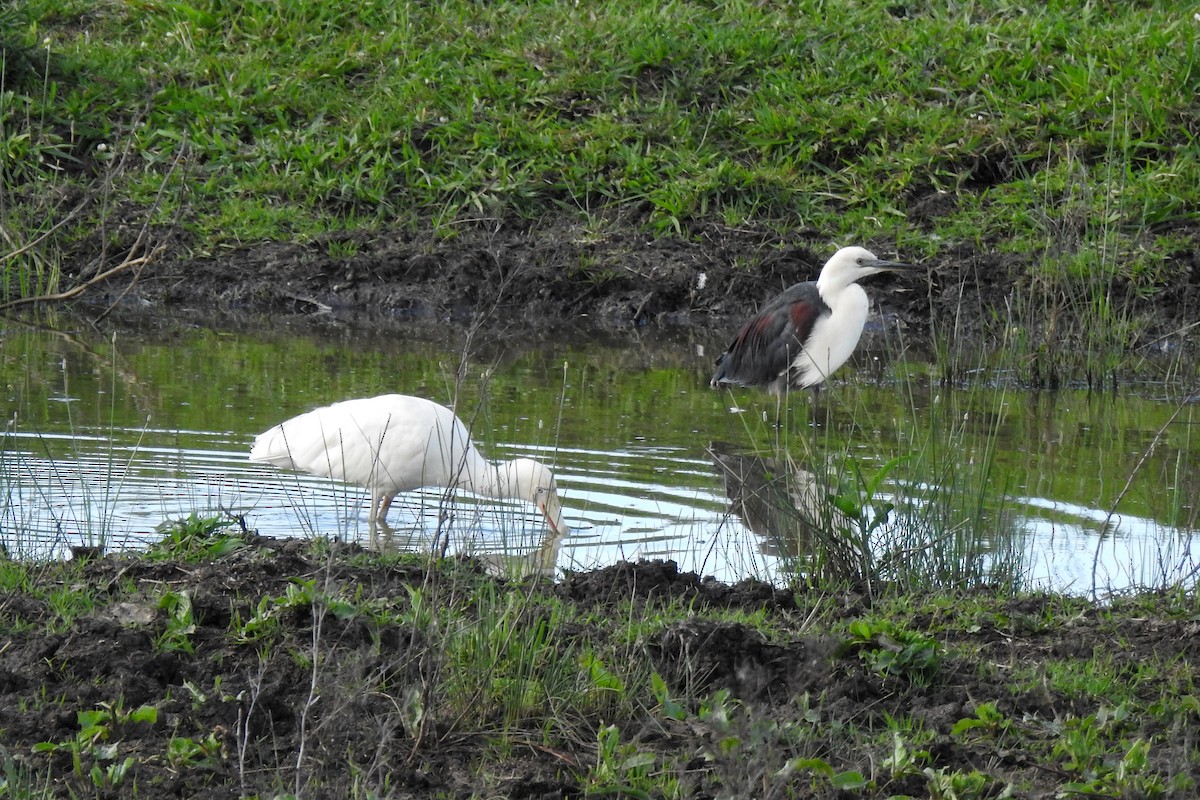 Pacific Heron - ML643405217