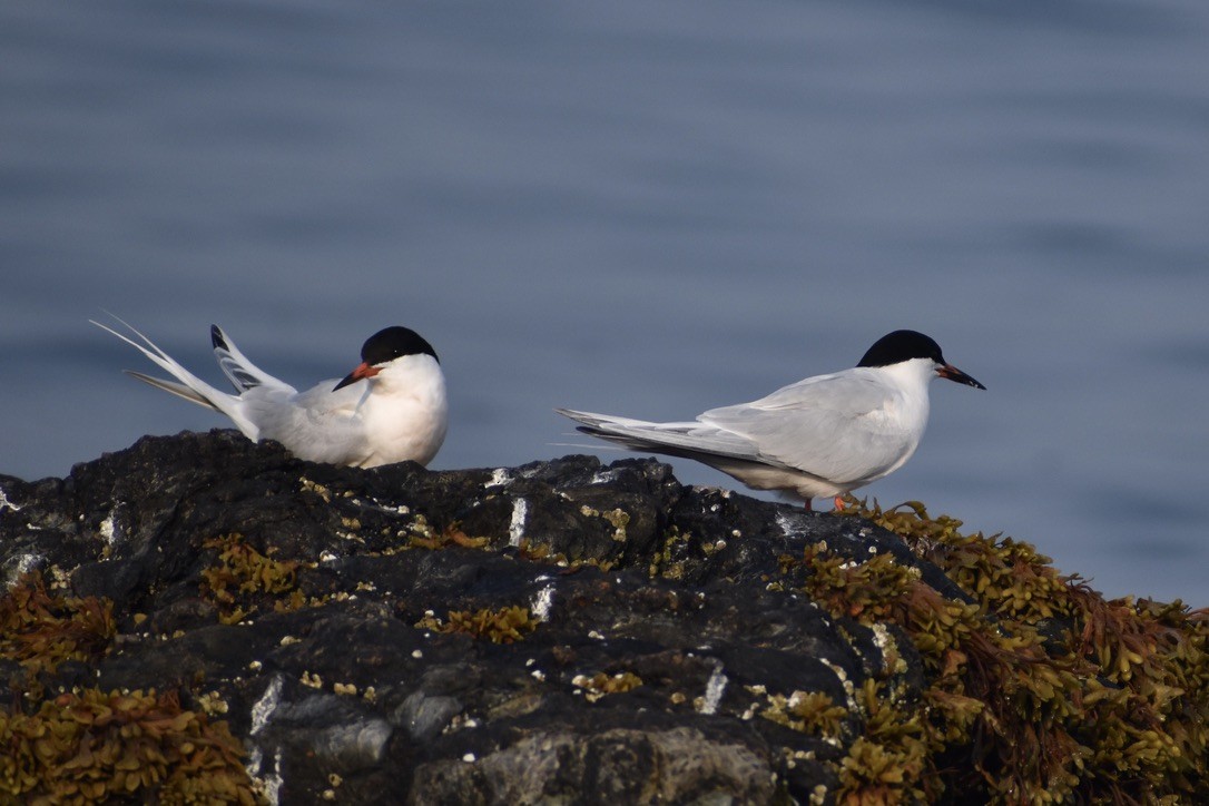 Roseate Tern - ML643405238