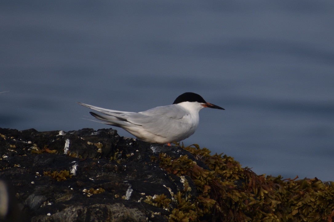 Roseate Tern - ML643405240