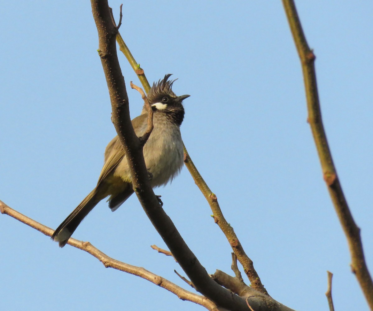 Himalayan Bulbul - ML643405255