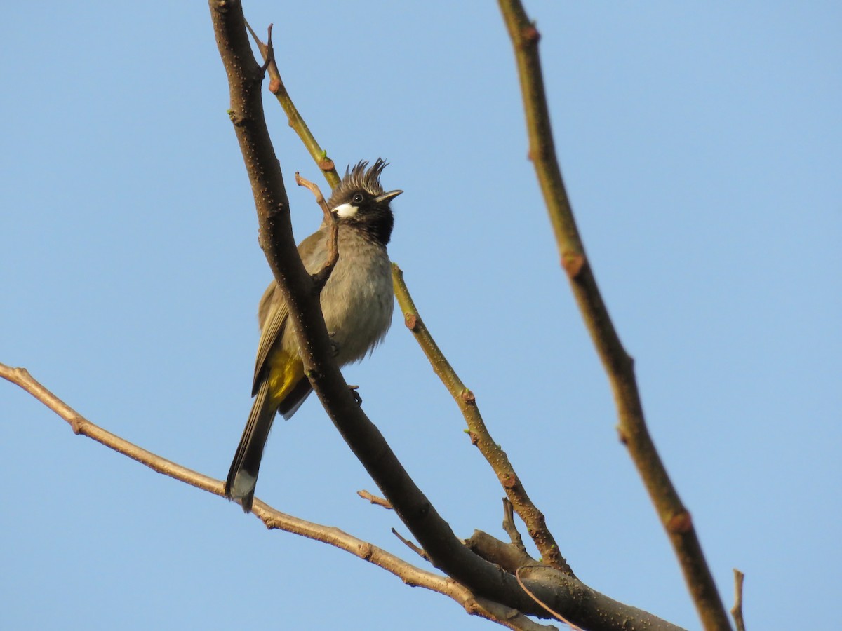 Himalayan Bulbul - ML643405256