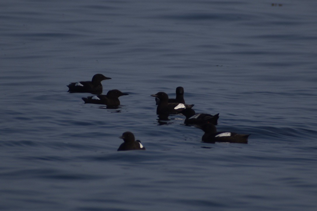 Black Guillemot - ML643405298
