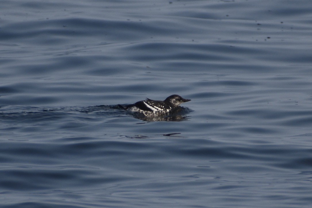 Black Guillemot - ML643405305